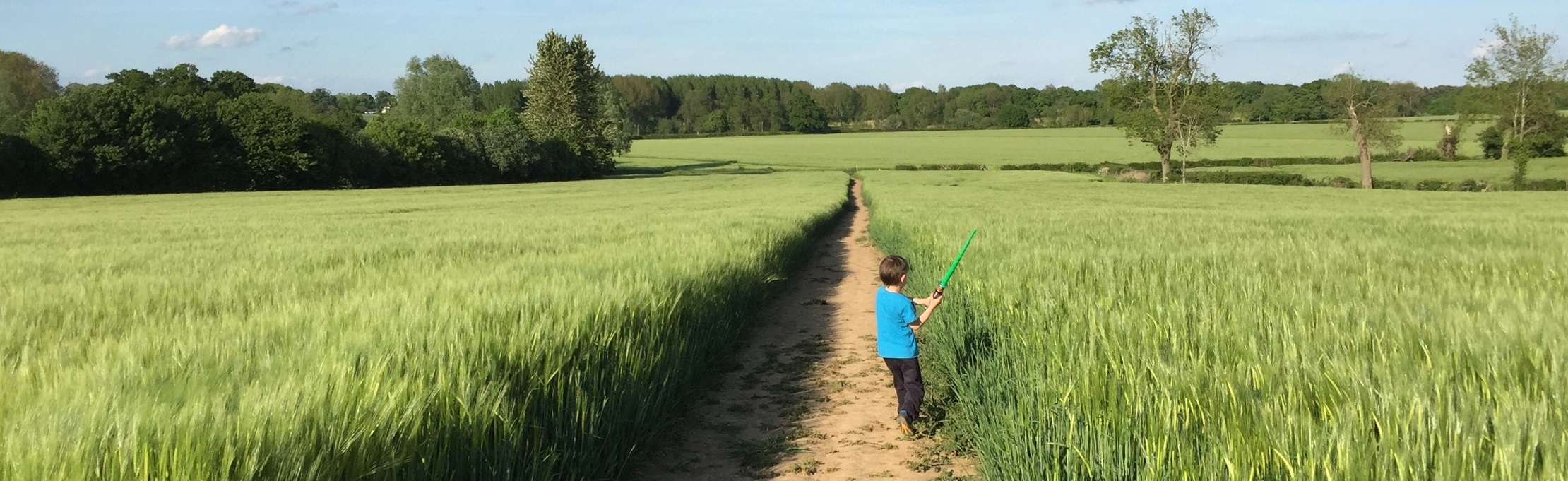 Fields of green wheat